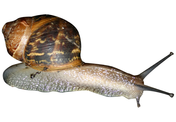 snail